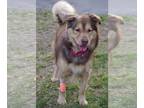 Australian Shepherd Mix DOG FOR ADOPTION RGADN-1224770 - Apollo - Australian