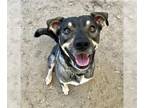 Australian Shepherd Mix DOG FOR ADOPTION RGADN-1224771 - ZUKO - Australian