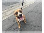 Bullboxer Pit DOG FOR ADOPTION RGADN-1224777 - Dog - Pit Bull Terrier / Boxer /