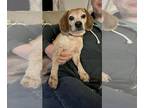 Beagle Mix DOG FOR ADOPTION RGADN-1224805 - Maxine - Beagle / Mixed Dog For