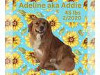 Golden Retriever Mix DOG FOR ADOPTION RGADN-1224815 - Adeline aka Addie - Golden