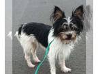 Papillon Mix DOG FOR ADOPTION RGADN-1224841 - Bentley - Papillon / Mixed Dog For