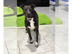 Staffordshire Bull Terrier Mix DOG FOR ADOPTION RGADN-1224844 - Brindie -