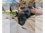 Staffordshire Bull Terrier Mix DOG FOR ADOPTION RGADN-1224844 - Brindie -