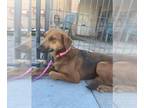 Rhodesian Ridgeback Mix DOG FOR ADOPTION RGADN-1224845 - CHARLIE #15 - Hound /