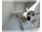 Siberian Husky Mix DOG FOR ADOPTION RGADN-1224854 - INDO - Siberian Husky /