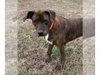 Labrador Retriever Mix DOG FOR ADOPTION RGADN-1224857 - 2401-0496 Serenity -