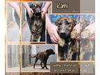 Plott Hound Mix DOG FOR ADOPTION RGADN-1224858 - Kami - Plott Hound / Mixed