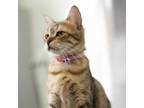 Adopt Nadia a Bengal, American Shorthair