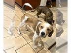 Beagle Mix DOG FOR ADOPTION RGADN-1224879 - COOPER - Beagle / Mixed (short coat)