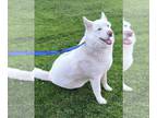 Mix DOG FOR ADOPTION RGADN-1224881 - Frosty - Husky (medium coat) Dog For