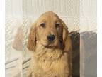 Golden Retriever DOG FOR ADOPTION RGADN-1224883 - Branson 16/ADOPTED - Golden
