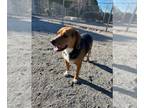 Beagle-English Foxhound Mix DOG FOR ADOPTION RGADN-1224904 - Huck - Beagle /