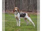 Treeing Walker Coonhound Mix DOG FOR ADOPTION RGADN-1224908 - Forrest: at the