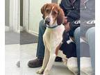 Treeing Walker Coonhound Mix DOG FOR ADOPTION RGADN-1224908 - Forrest: at the