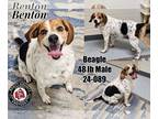 Beagle DOG FOR ADOPTION RGADN-1224910 - Benton - Beagle (short coat) Dog For