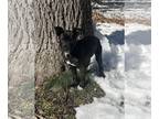Labrador Retriever Mix DOG FOR ADOPTION RGADN-1224924 - Twinkle - Labrador