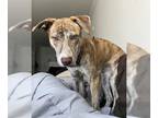 Catahoula Leopard Dog-Whippet Mix DOG FOR ADOPTION RGADN-1224932 - Louisa -