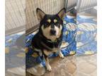 Alaskan Malamute Mix DOG FOR ADOPTION RGADN-1224944 - Sedona *FOSTER HOME