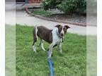 Australian Shepherd-Brittany Mix DOG FOR ADOPTION RGADN-1224945 - K. S