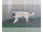 German Shepherd Dog-Great Pyrenees Mix DOG FOR ADOPTION RGADN-1224946 - K.S