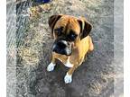 Boxer DOG FOR ADOPTION RGADN-1224947 - Kairo - Boxer (short coat) Dog For