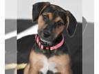 Beagle Mix DOG FOR ADOPTION RGADN-1224948 - Colette - Hound / Beagle / Mixed