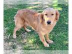 Golden Retriever DOG FOR ADOPTION RGADN-1224963 - Dusty - Golden Retriever