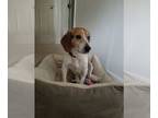 Beagle Mix DOG FOR ADOPTION RGADN-1224994 - Ralphie - Beagle / Mixed (short