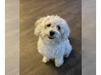 Poodle (Miniature) DOG FOR ADOPTION RGADN-1224998 - Luka - Poodle (Miniature)