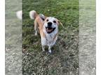Carolina Dog DOG FOR ADOPTION RGADN-1225019 - Oakley - adoption pending -