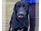 Labrador Retriever-Retriever Mix DOG FOR ADOPTION RGADN-1225020 - Guinness -