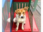 German Shepherd Dog Mix DOG FOR ADOPTION RGADN-1225023 - Savannah - Terrier /