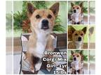 Pembroke Welsh Corgi Mix DOG FOR ADOPTION RGADN-1225043 - Bronwen from Korea -