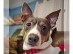 Rat Terrier DOG FOR ADOPTION RGADN-1225049 - Liam (IL) - Rat Terrier (short