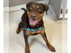 Doberman Pinscher DOG FOR ADOPTION RGADN-1225059 - Drako - Doberman Pinscher