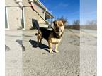 Pembroke Welsh Corgi Mix DOG FOR ADOPTION RGADN-1225066 - Little Man - Corgi /