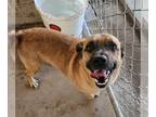 Pug Mix DOG FOR ADOPTION RGADN-1225070 - Corndog - Shepherd / Pug / Mixed (short