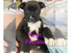 American Pit Bull Terrier Mix DOG FOR ADOPTION RGADN-1225078 - Pearl - Pit Bull