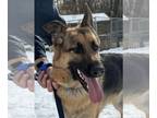 German Shepherd Dog Mix DOG FOR ADOPTION RGADN-1225089 - Summer - German