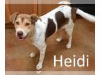 Australian Shepherd Mix DOG FOR ADOPTION RGADN-1225094 - Heidi - Australian