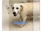 Great Pyrenees Mix DOG FOR ADOPTION RGADN-1225103 - Alpine - Yellow Labrador