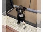 Buggs DOG FOR ADOPTION RGADN-1225106 - Kirkley - Boston Terrier / Pug / Mixed