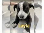 Labradinger DOG FOR ADOPTION RGADN-1225108 - Layla - Labrador Retriever /