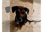 Beagle Mix DOG FOR ADOPTION RGADN-1225120 - Ayesha - Beagle / Terrier / Mixed