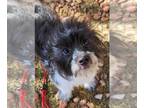 Poodle (Miniature) Mix DOG FOR ADOPTION RGADN-1225160 - Mitzy - Terrier / Poodle