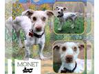 Maltipoo DOG FOR ADOPTION RGADN-1225167 - Monet (Ritzy) - Poodle (Miniature) /