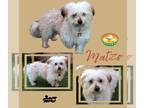 Shih Apso DOG FOR ADOPTION RGADN-1225175 - Matzo (Ritzy) - Lhasa Apso / Shih Tzu