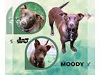 Retriever Mix DOG FOR ADOPTION RGADN-1225176 - Moody - Retriever / Cattle Dog /