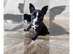 Bull Terrier Mix DOG FOR ADOPTION RGADN-1225177 - Sweetart - Bull Terrier /